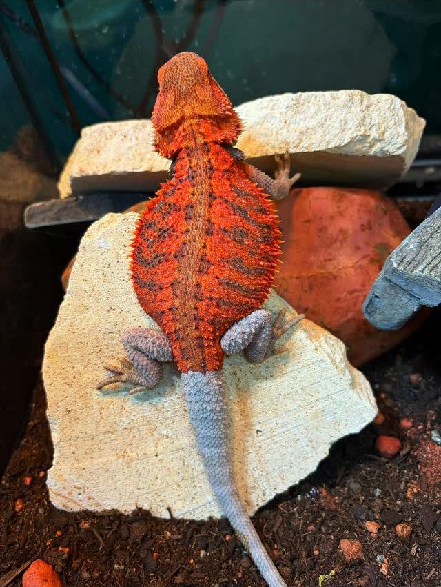 A bearded dragon seen from above, deep orange-red with dark barring down its back and grey legs, sitting on a flat pale stone over dark soil.