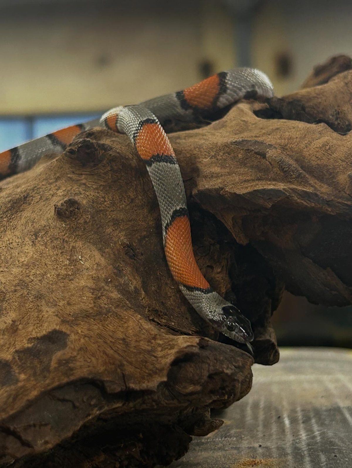 A banded snake, grey-white with orange and black rings, draped over a large piece of driftwood on a shop table, the room out of focus behind it.