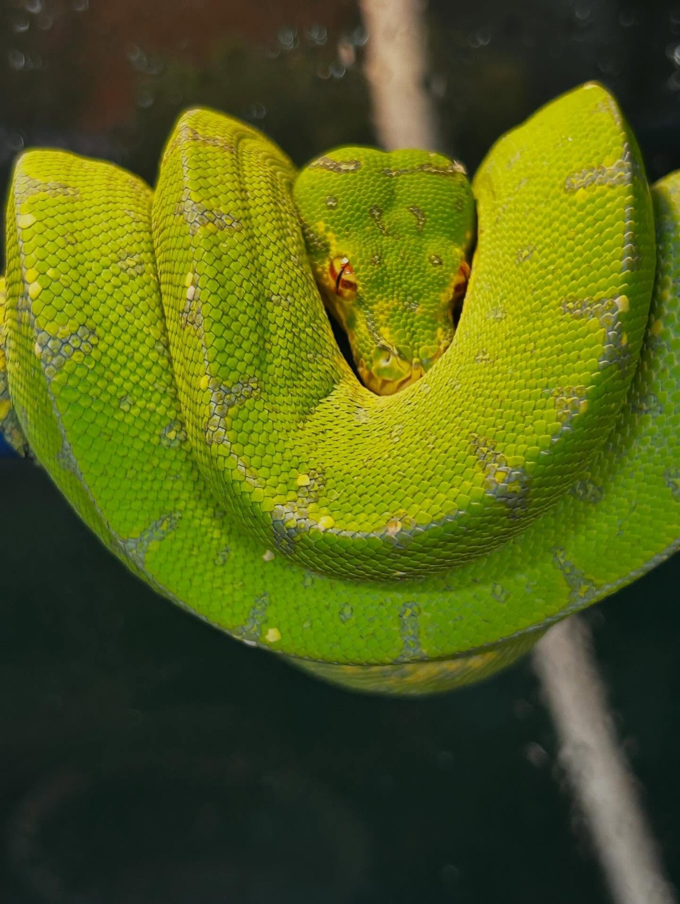 A green tree python coiled in tight loops over a branch, bright green with pale blue-grey flecks, its head resting in the centre of the coil.