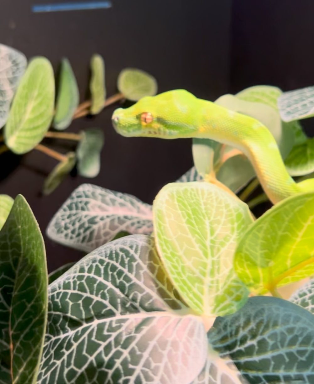A young green tree python, vivid yellow-green, resting among the silver-veined leaves of a fittonia plant.