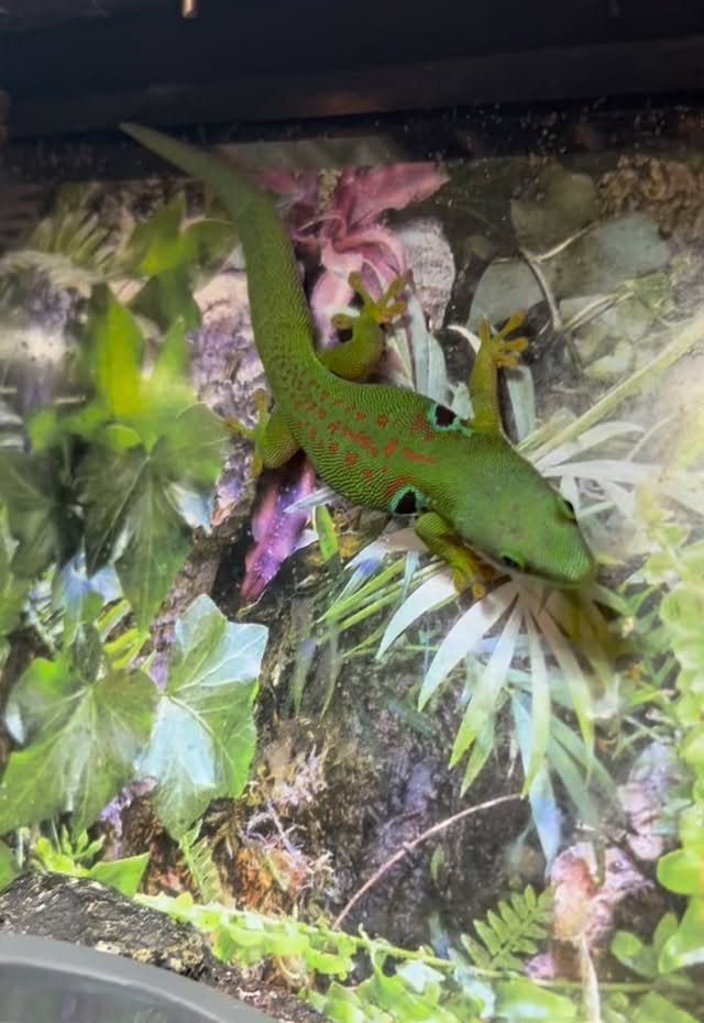 A bright green gecko with red markings down its back, clinging to glass in a densely planted enclosure of ivy, ferns and bromeliads.