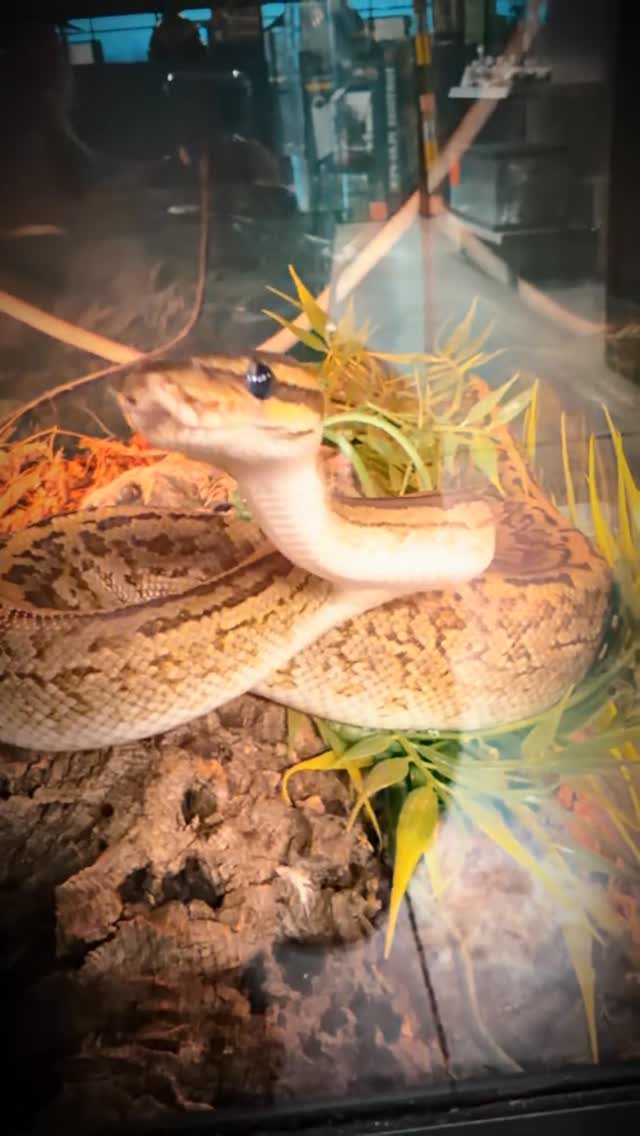 A tan and cream patterned snake resting across cork bark in a glass enclosure, planting to one side and a warm lamp glowing at the back.